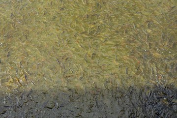 Fish eating food in Thailand