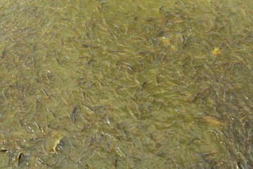 Fish eating food in Thailand