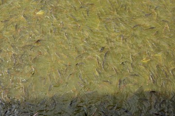 Fish eating food in Thailand