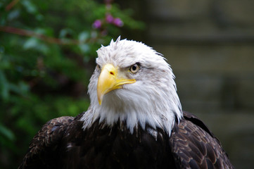 portrait of an eagle