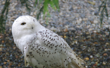Obraz premium Alaskan snow owl