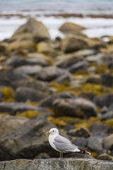 Seagull on sea fjord shore