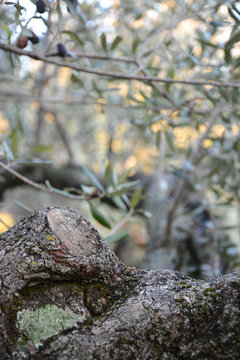 Olive tree close-up.