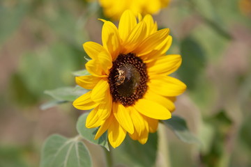 Sonnenblume mit Biene