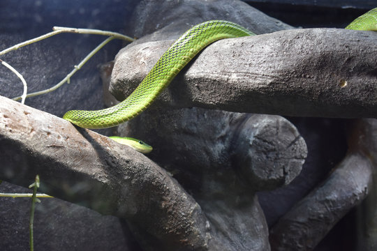Close up of a snake