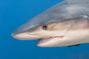 Naklejka premium Beautiful Caribbean Reef Sharks on the prowl for a meal in the crystal clear waters of the Turks and Caicos Islands.
