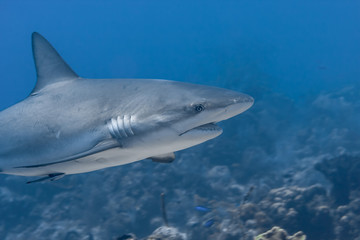 Beautiful Caribbean Reef Sharks on the prowl for a meal in the crystal clear waters of the Turks and Caicos Islands.