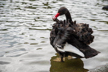 Black swan cleaning his feathers on water