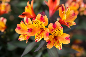 Yellow and red vibrant flowers in the garden