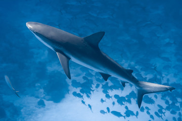Beautiful Caribbean Reef Sharks on the prowl for a meal in the crystal clear waters of the Turks and Caicos Islands.
