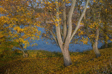 Yellow autumn trees, blue bay, sunny day