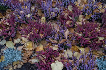 Lavendel and purple heather and yellow autumn leaves