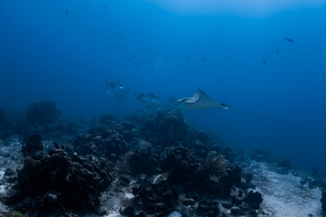 Fototapeta na wymiar An Spotted Eagle Ray swims over a reef in the crystal clear waters of the Turks and Caicos Islands in the Caribbean.