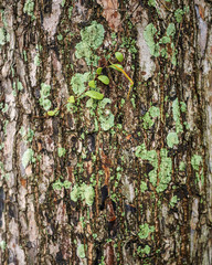 Tree bark in the wood