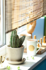 Green cactus in pot on window sill indoors. Stylish interior