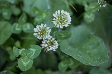 Fleurs et nature des alpes en été