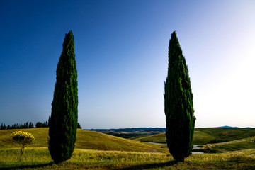 Unique tuscany landscape in summer time - wave hills, cypresses trees and beautiful colors of sky. Tuscany, Italy, Europe.