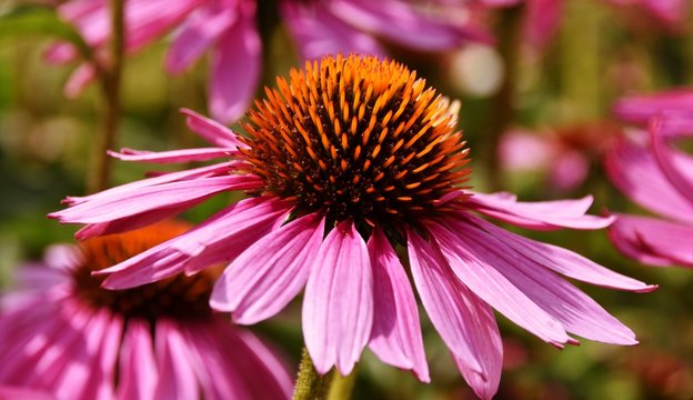Close up of a beautiful pink coneflower blossoms