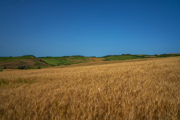 Traditional countryside and landscapes of beautiful Tuscany. Fields in golden colors and cypresses. Italy, Europe. Holiday, traveling concept. Agro tour of Europe.