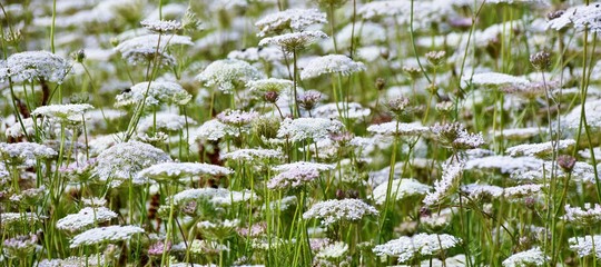 Close up of wild carrot in summer