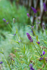 Lavender plant growing in a garden