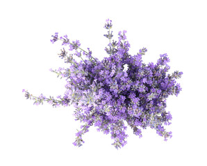 Beautiful tender lavender flowers on white background, top view