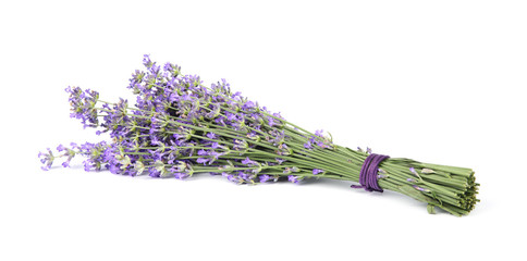 Beautiful tender lavender flowers on white background