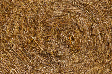 Straw bales on farmland.