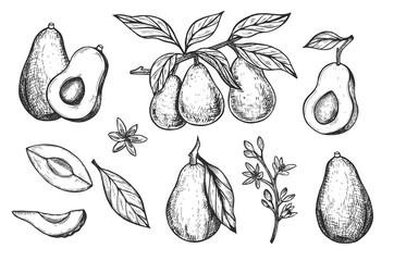 Vector hand drawn detailed avocado set. Sketch illustrations