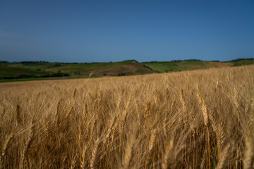 Beautiful and miraculous colors of green and golden autumn landscape of Tuscany, Italy. Golden wheat fields, green meadows and hills. Harvest season.Holiday, traveling concept.