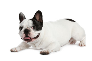 Fototapeta premium French bulldog on white background. Adorable pet