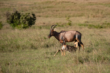 topi  antelope and her young calf in the Masai Mara