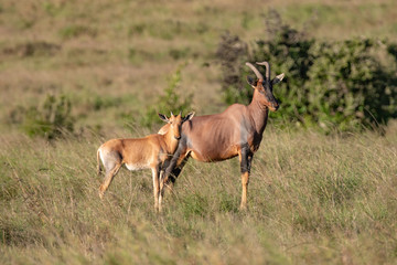 Naklejka na ściany i meble Topi antelope and baby in the Masai Mara savannah