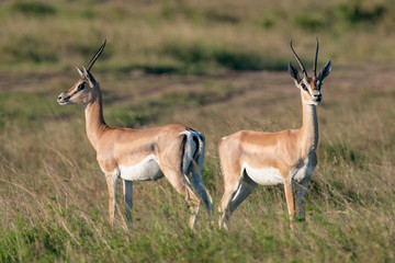 Naklejka na ściany i meble impala in Masai Mara national park Kenya africa