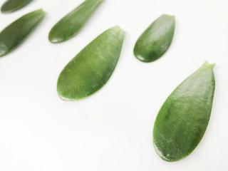 leaves flowers