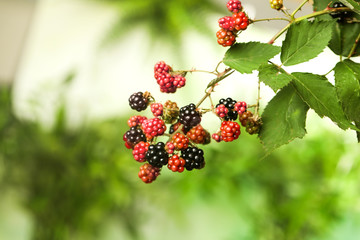 Branch with ripe and unripe blackberries on blurred background, closeup