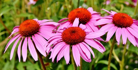 Fototapeta premium Close up of a beautiful pink coneflower blossoms