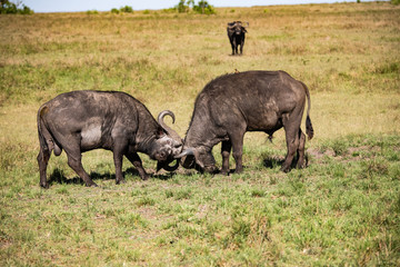 Buffalo sparring in the Masai Mara Kenya