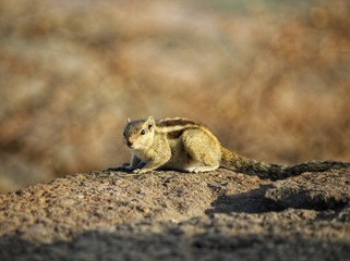 Obraz premium chipmunk on rock