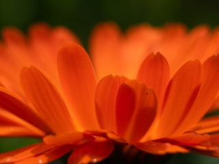 Bavarian Summer Garden Flowers in close up view