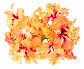 Close up Hibiscus Flower in soft focus. Coral orange Hibiscus Flower, Hibiscus flower on white background.