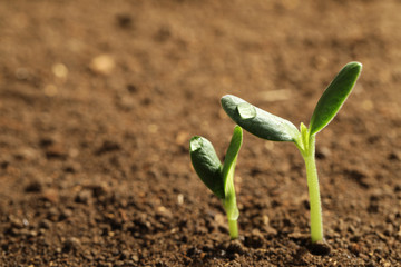 Little green seedlings growing in soil, closeup view. Space for text