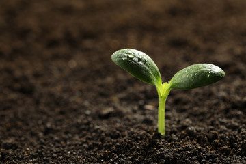 Green seedling with water drops on leaves growing in soil, closeup. Space for text
