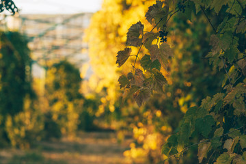 Beautiful autumn landscape with yellow trees and sun. Colorful foliage in the park. Falling leaves natural background.