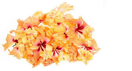 Close up Hibiscus Flower in soft focus. Coral orange Hibiscus Flower, Hibiscus flower on white background, white space