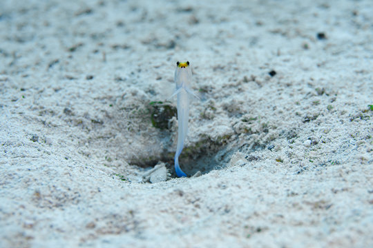 A tiny Yellowhead Jawfish hovers over his burrow in the waters of the Turks and Caicos Islands in the Caribbean. 