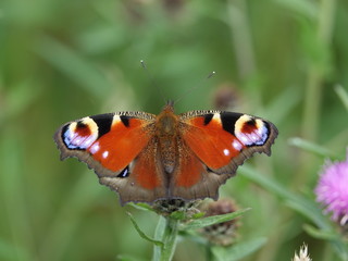 peacock butterfly (Aglais io)