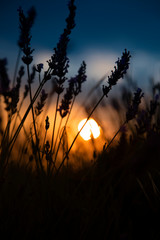 Fototapeta premium Silhouette in a lavender field in sunset