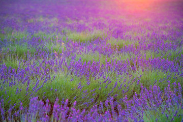 Beautiful lavender field pink colored in sunset