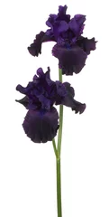 Stoff pro Meter Irisblume isoliert © _Vilor